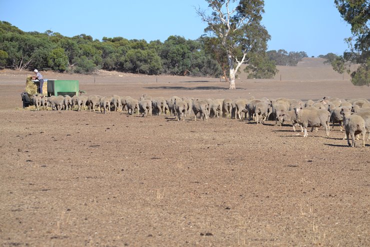 DSC_0543_Farmer-feeds-sheep-drought-1.jpg
